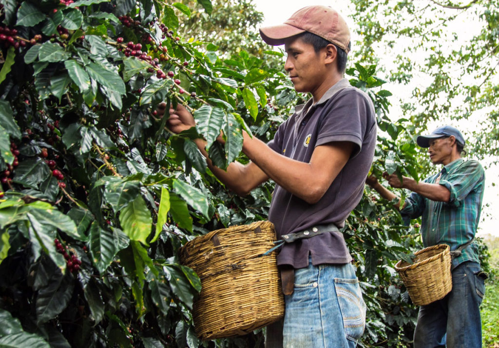Как растет кофе - плантации для выращивания, виды кофейных деревьев и их  цветение i-coffee Красноярск